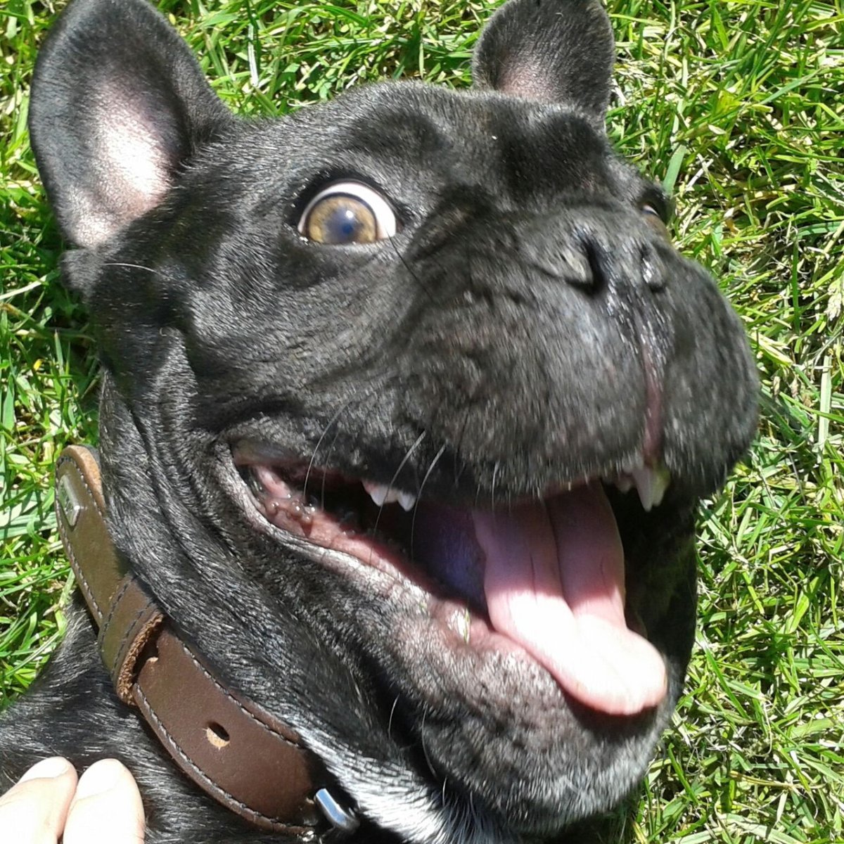 Мопс чих французский бульдог