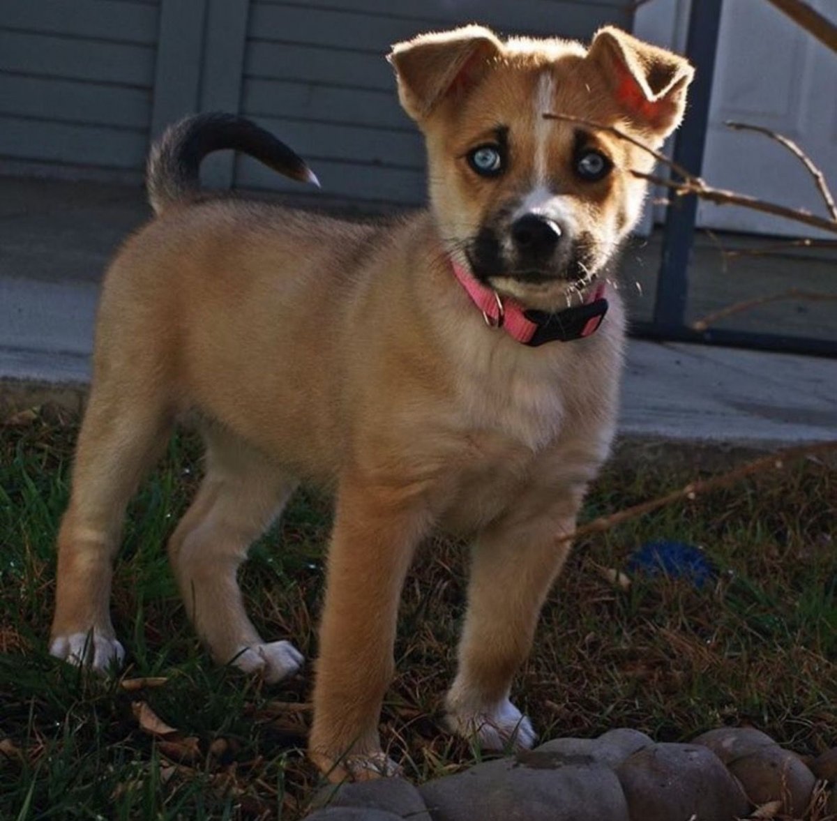 Питбуль метис дворняги