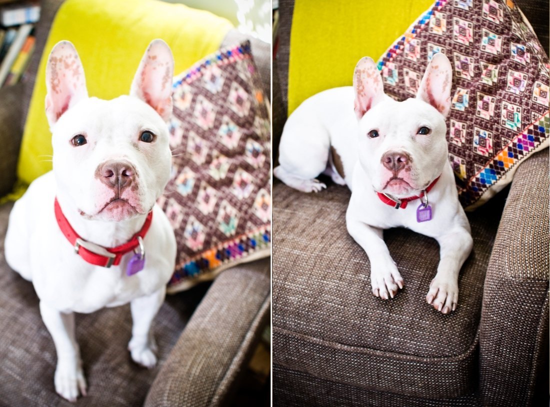 Питбуль и французский бульдог