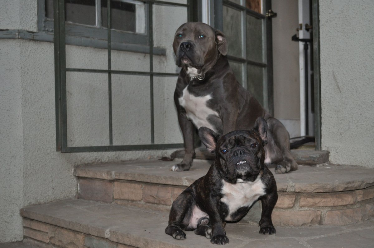 Французский бульдог и стаффордширский терьер