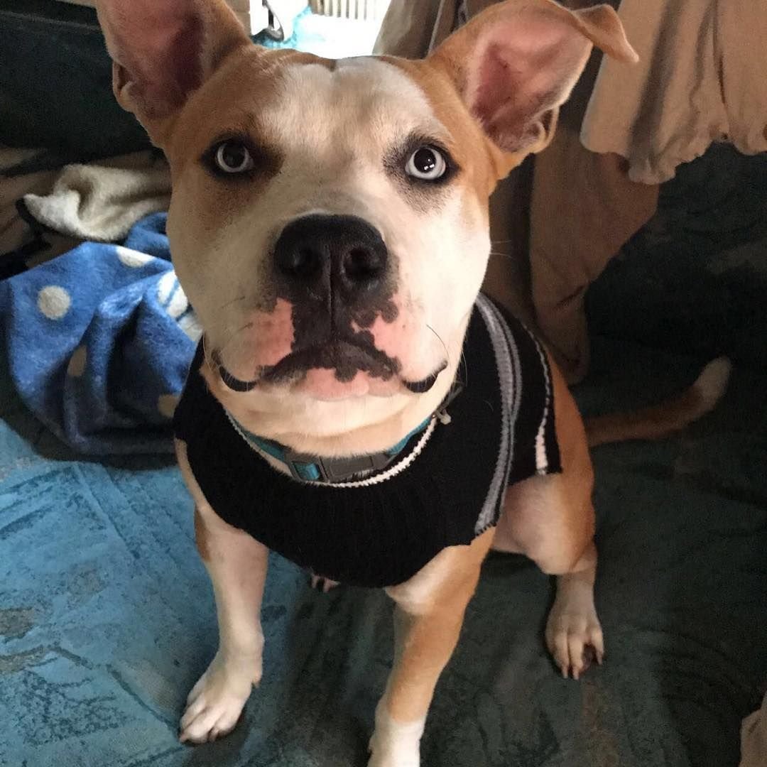 Дадли нос Бостон терьер что это