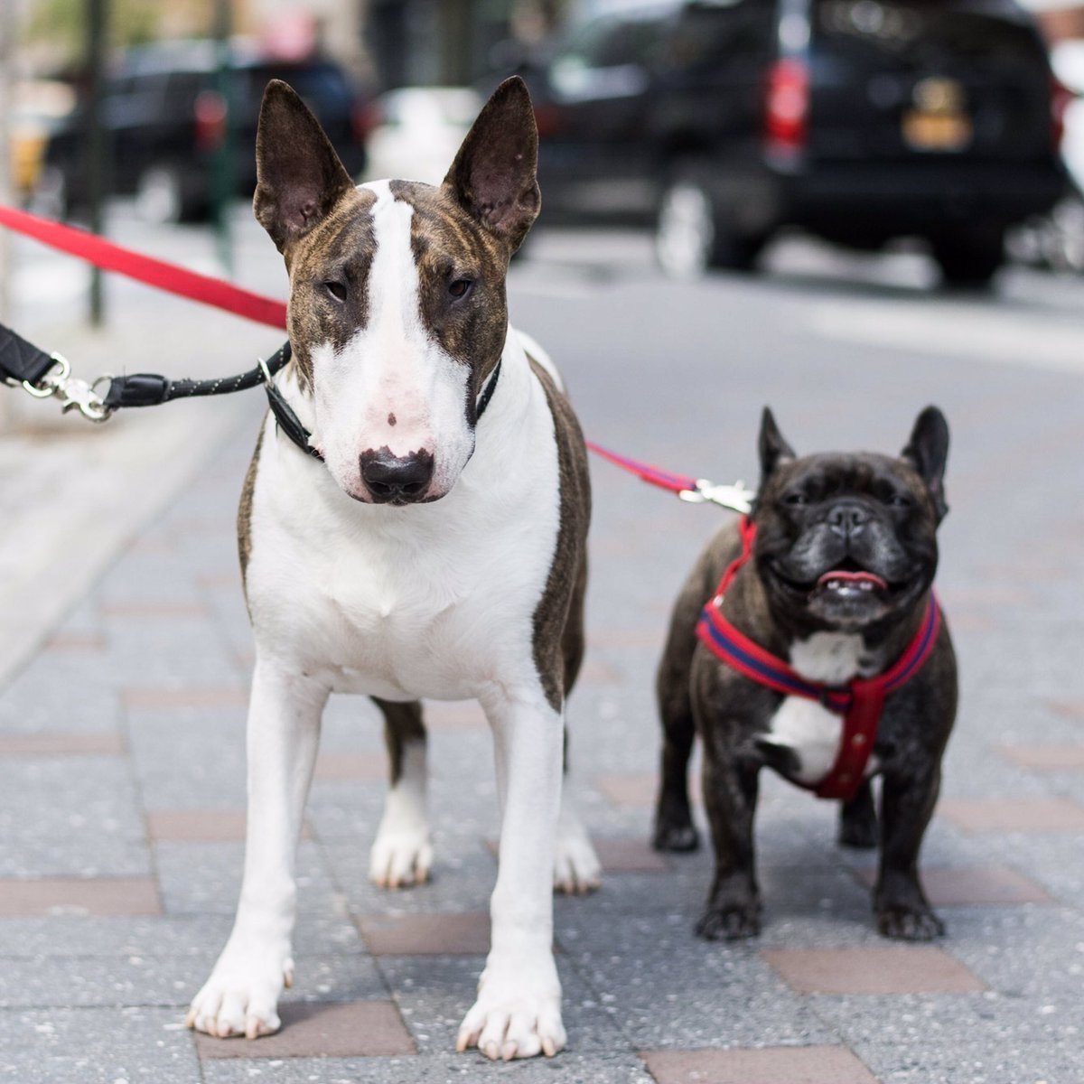 Стаффордшир терьер метис французский бульдог