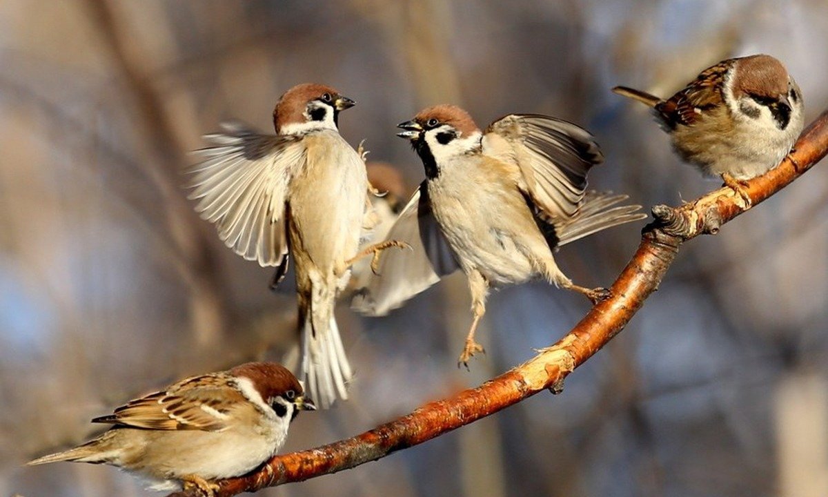 Весна воробьи