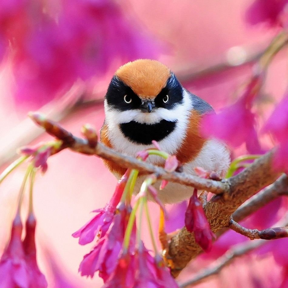 Редкие птицы