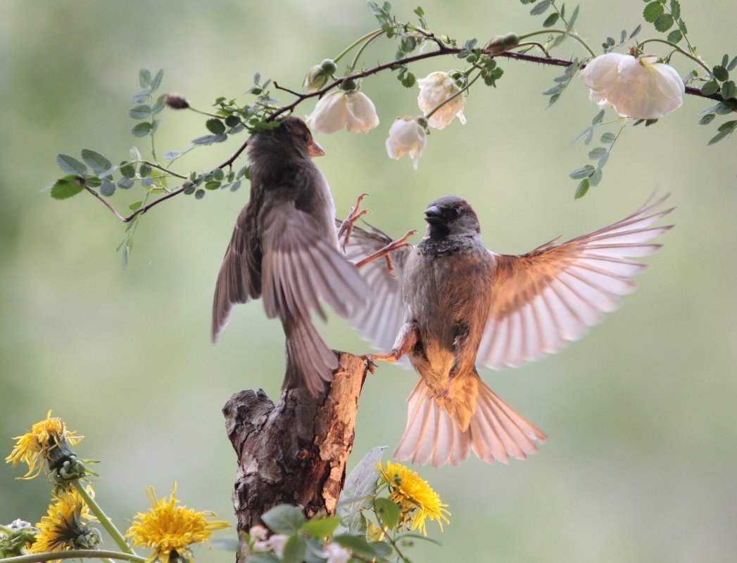 Птицы утром поют