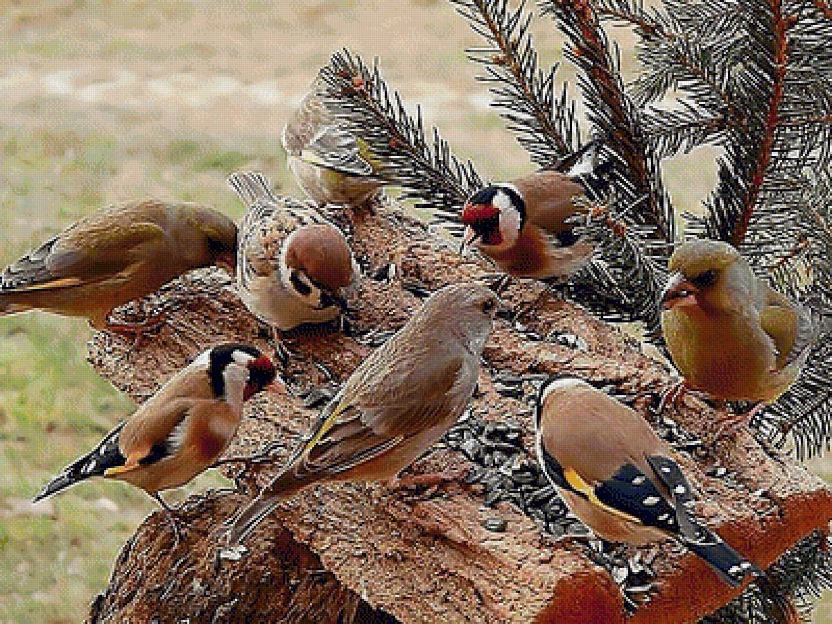 Птица Клест с птенцами