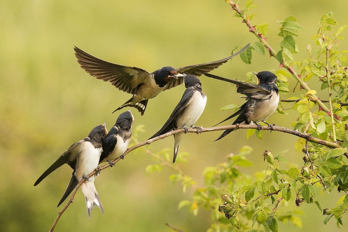 Ласточки прилетели
