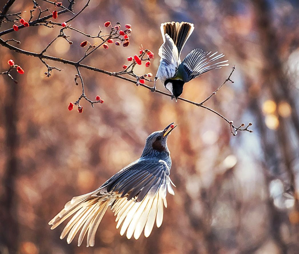 Птичка порхает