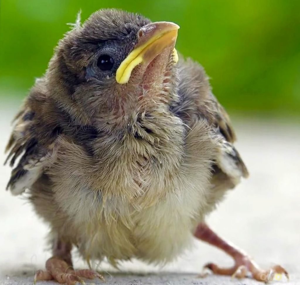 Воробей желторотик птенец