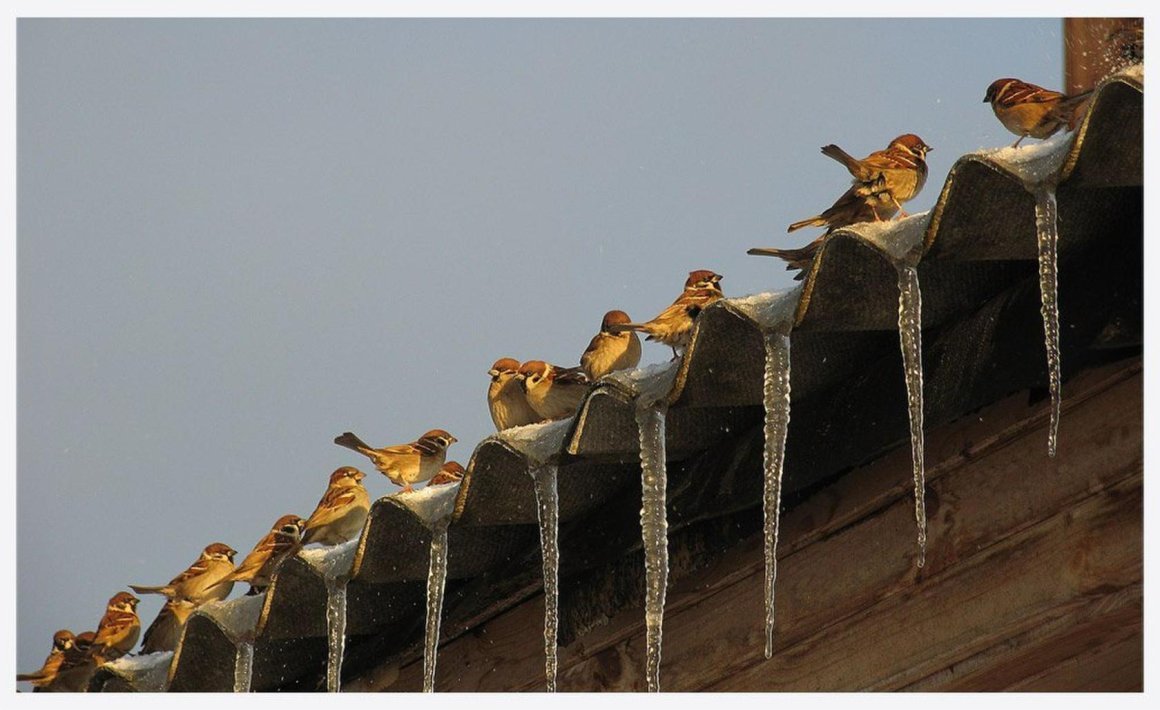 Воробей и сосулька