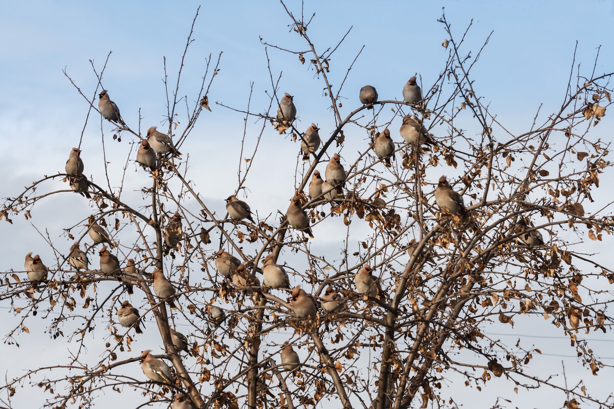 Стайка свиристелей на дереве.