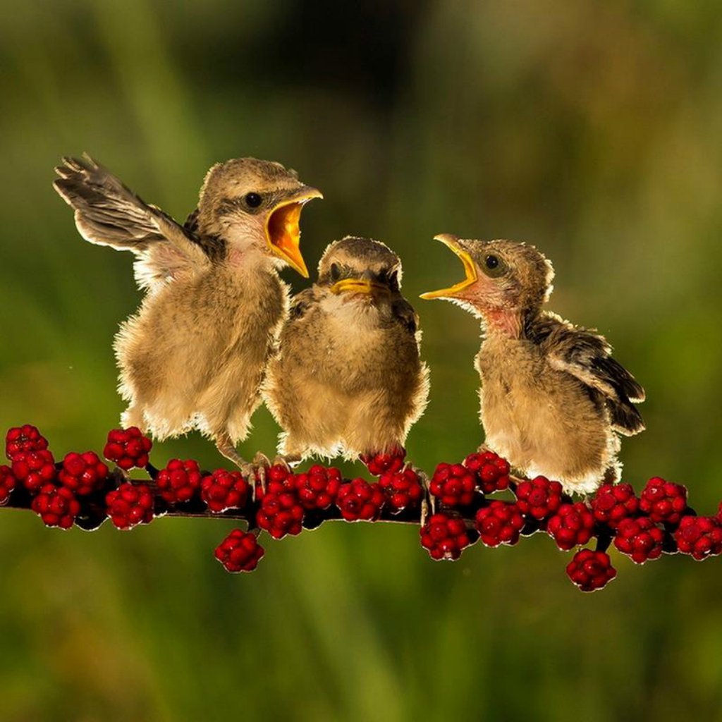 Какая птица щебечет
