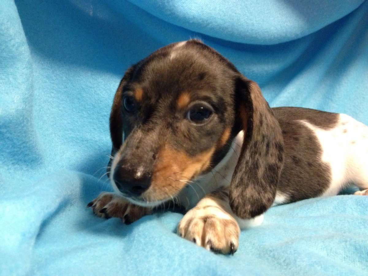 Щенки таксы