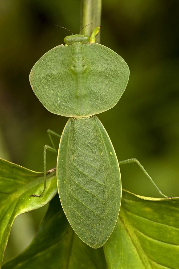 Богомол маскировка