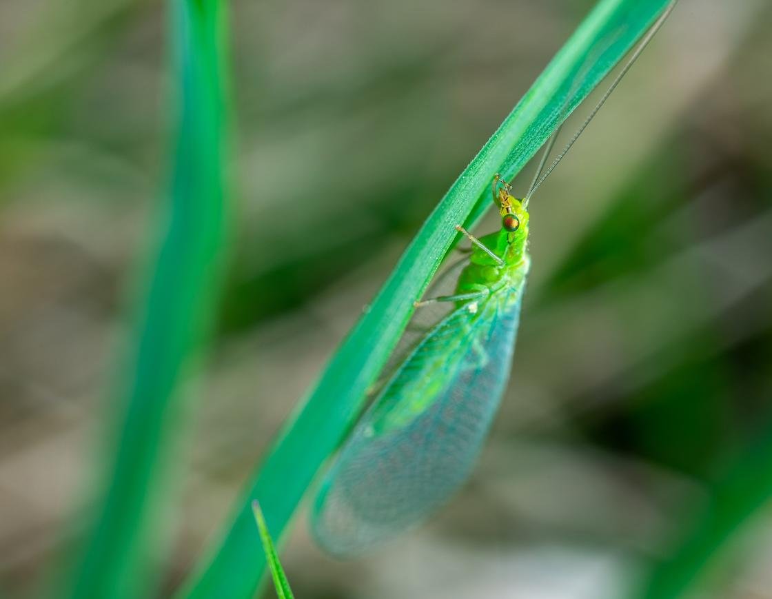 Златоглазка насекомое зеленая