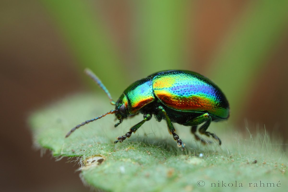 Жук Листоед Радужный полосатый