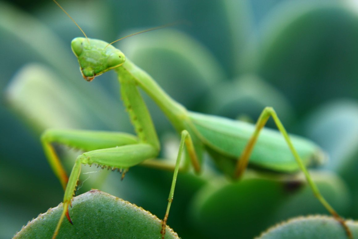 Насекомые зеленого цвета