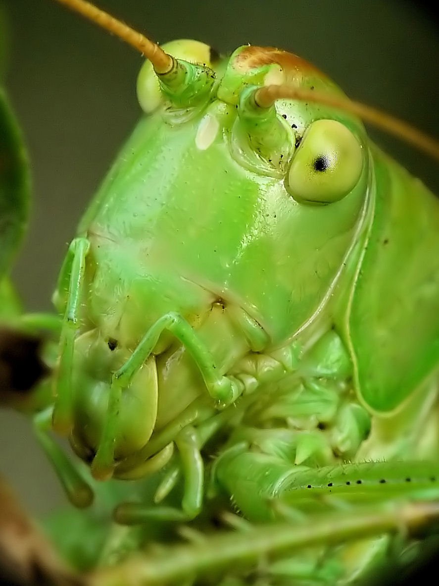 Морда кузнечика