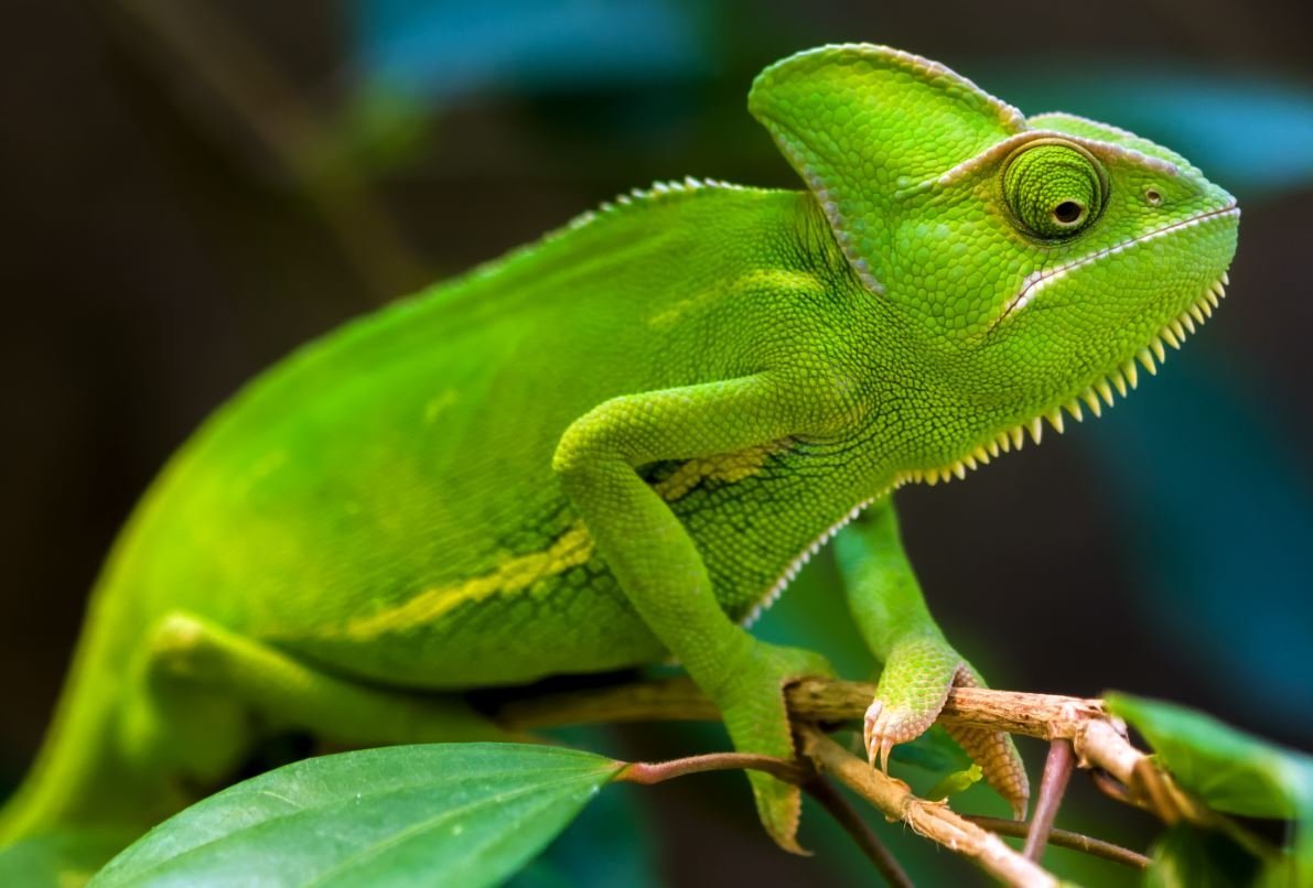 Шлемоносный хамелеон