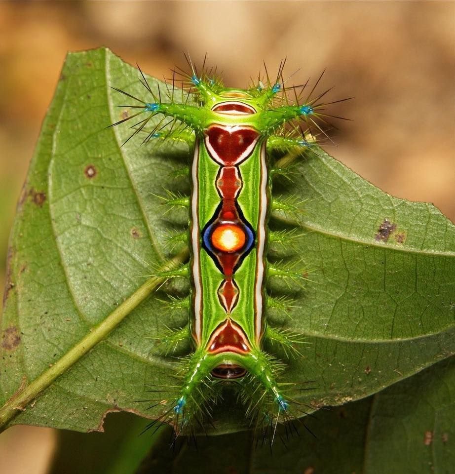 Limacodidae бабочки