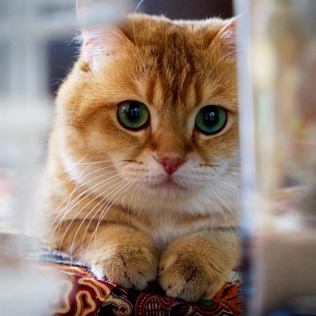 Британский короткошерстный кот рыжий