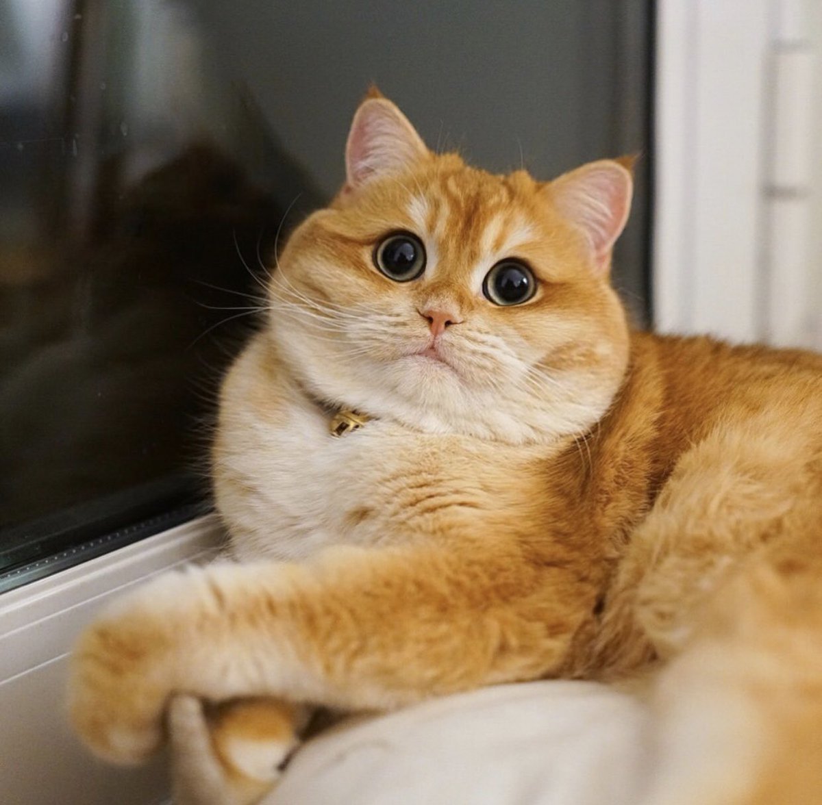 Британский вислоухий кот рыжий