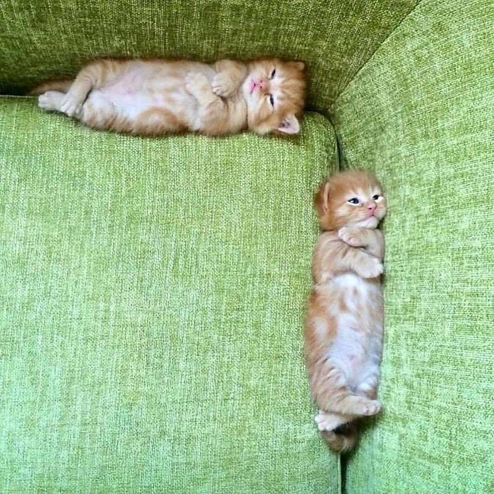 Хосико кот порода