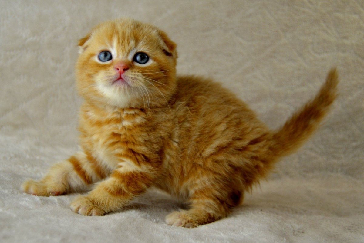 Шотландский кот светло рыжий