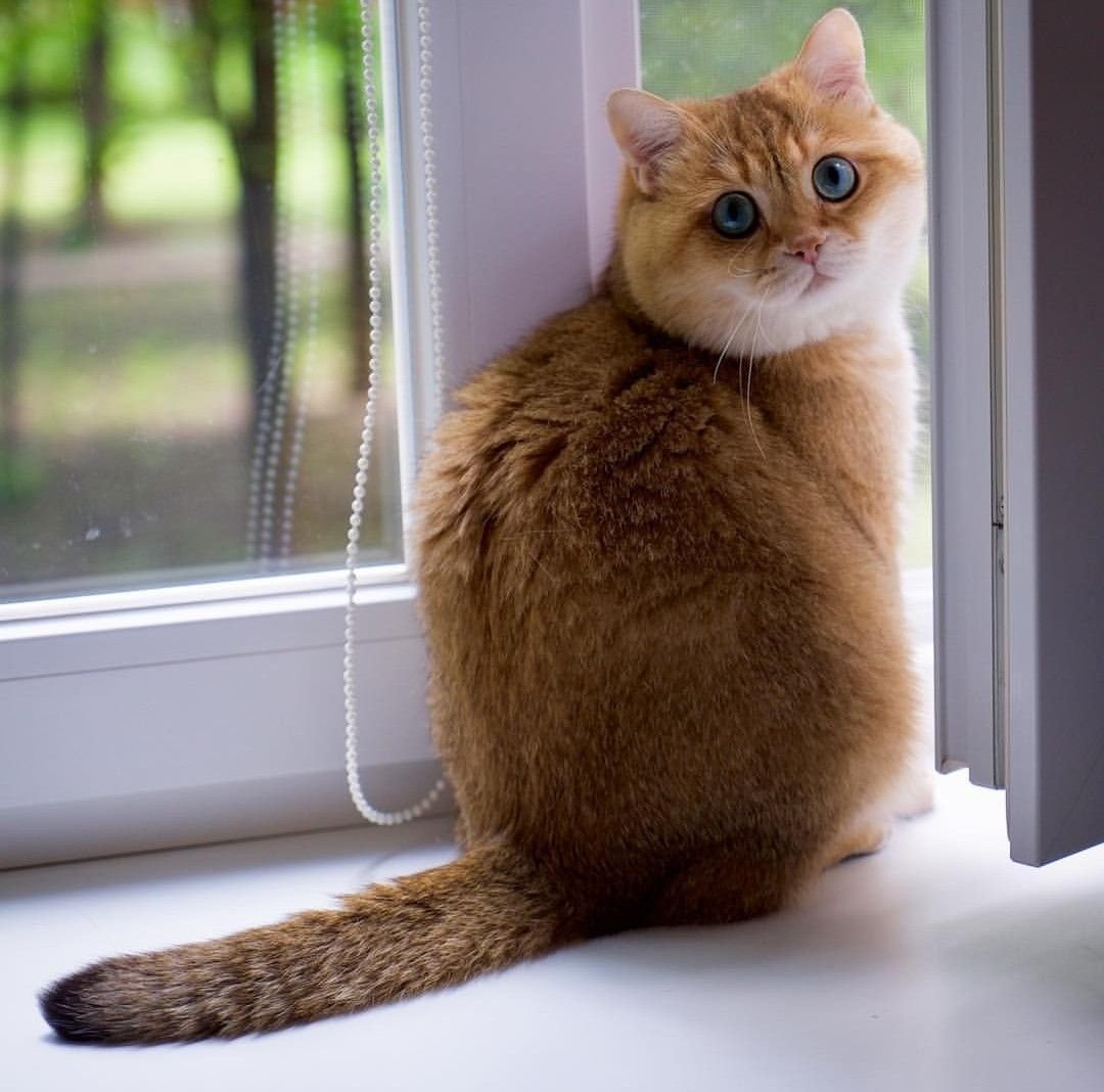 Скоттиш страйт рыжий