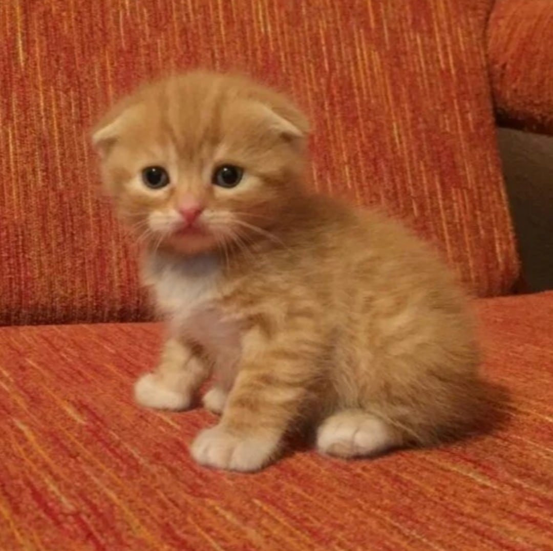 Шотландская вислоухая кошка рыжая