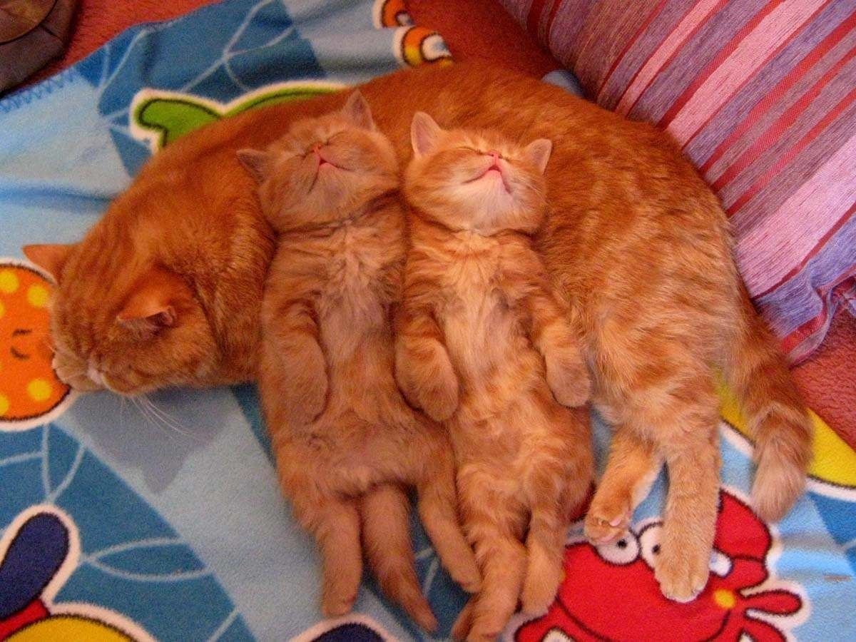 Рыжий породистый кот