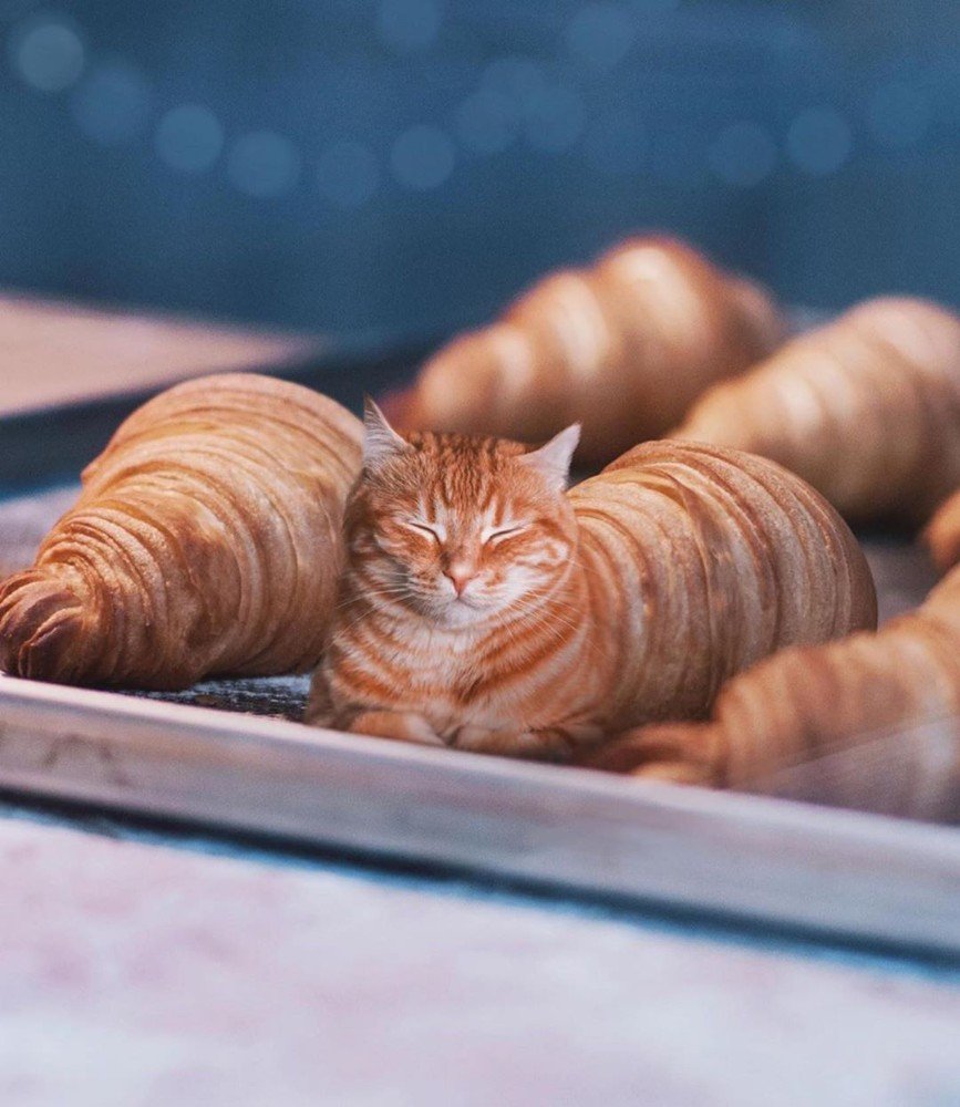 Скоттиш хайленд фолд рыжий