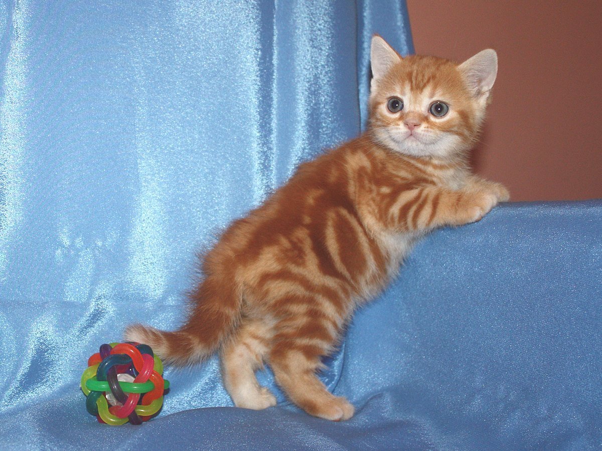 Шотландская Хосико