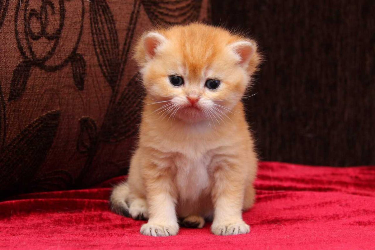 Рыжие шотландские котята