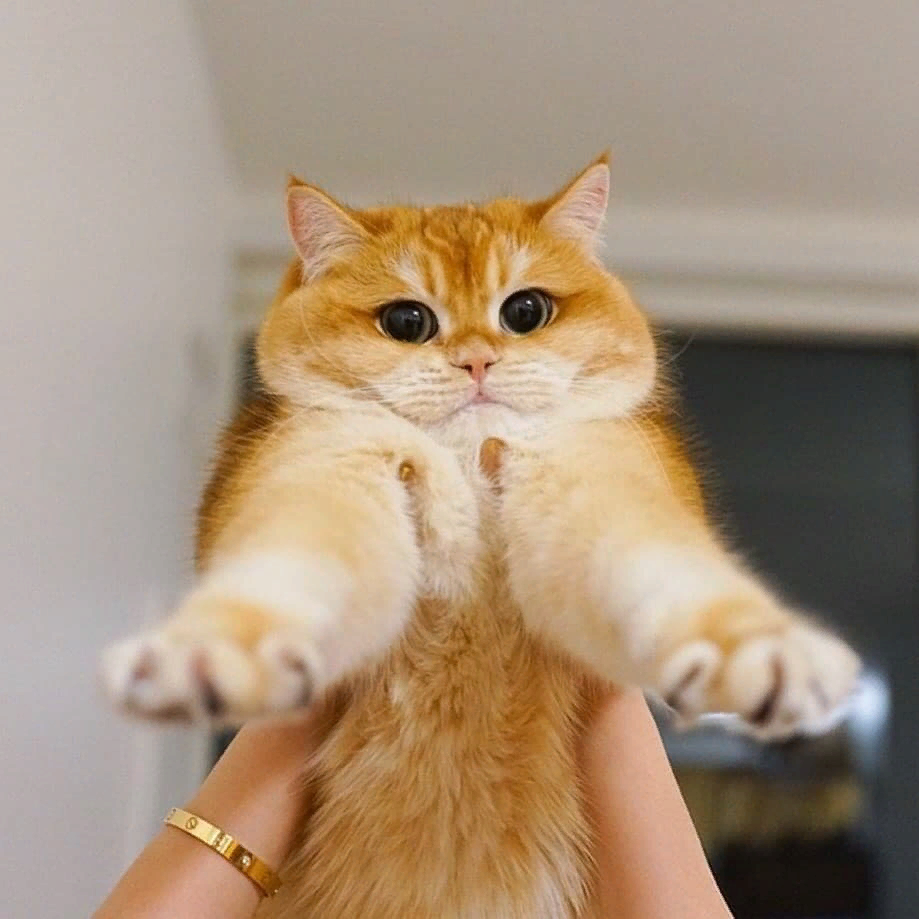 Шотландский вислоухий кот рыжий