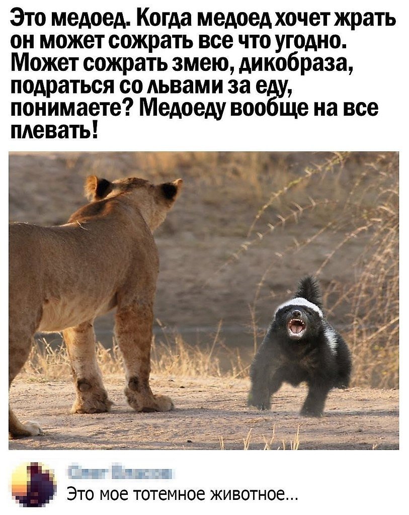 Медоед животное