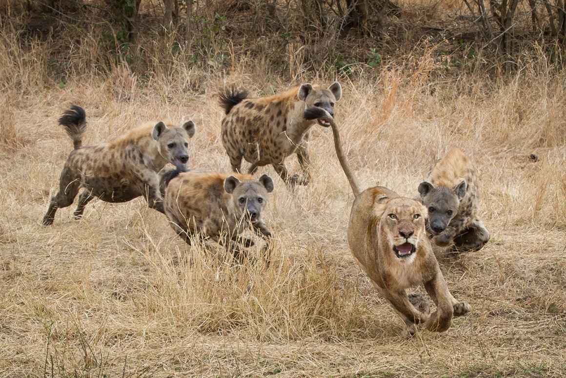 Медоеды змеиные убийцы