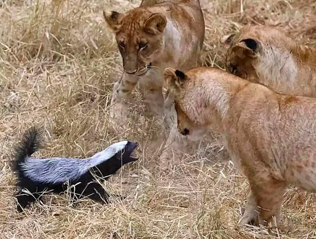 Барсук медоед против Льва