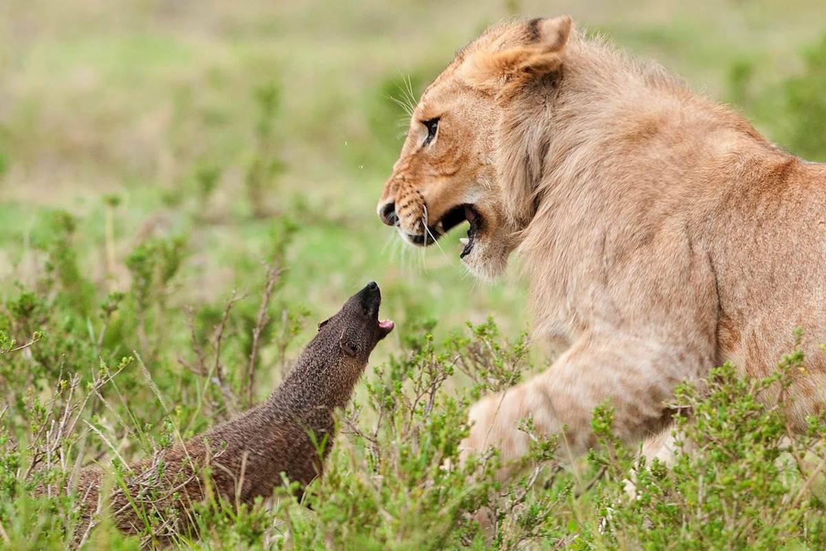 Африканский барсук медоед против Льва