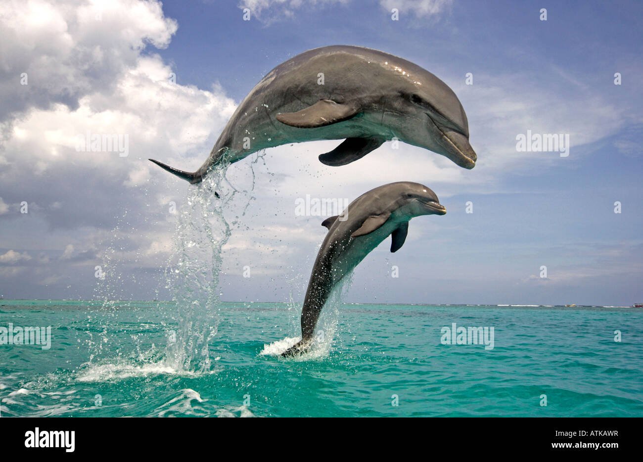 Дельфины Афалины