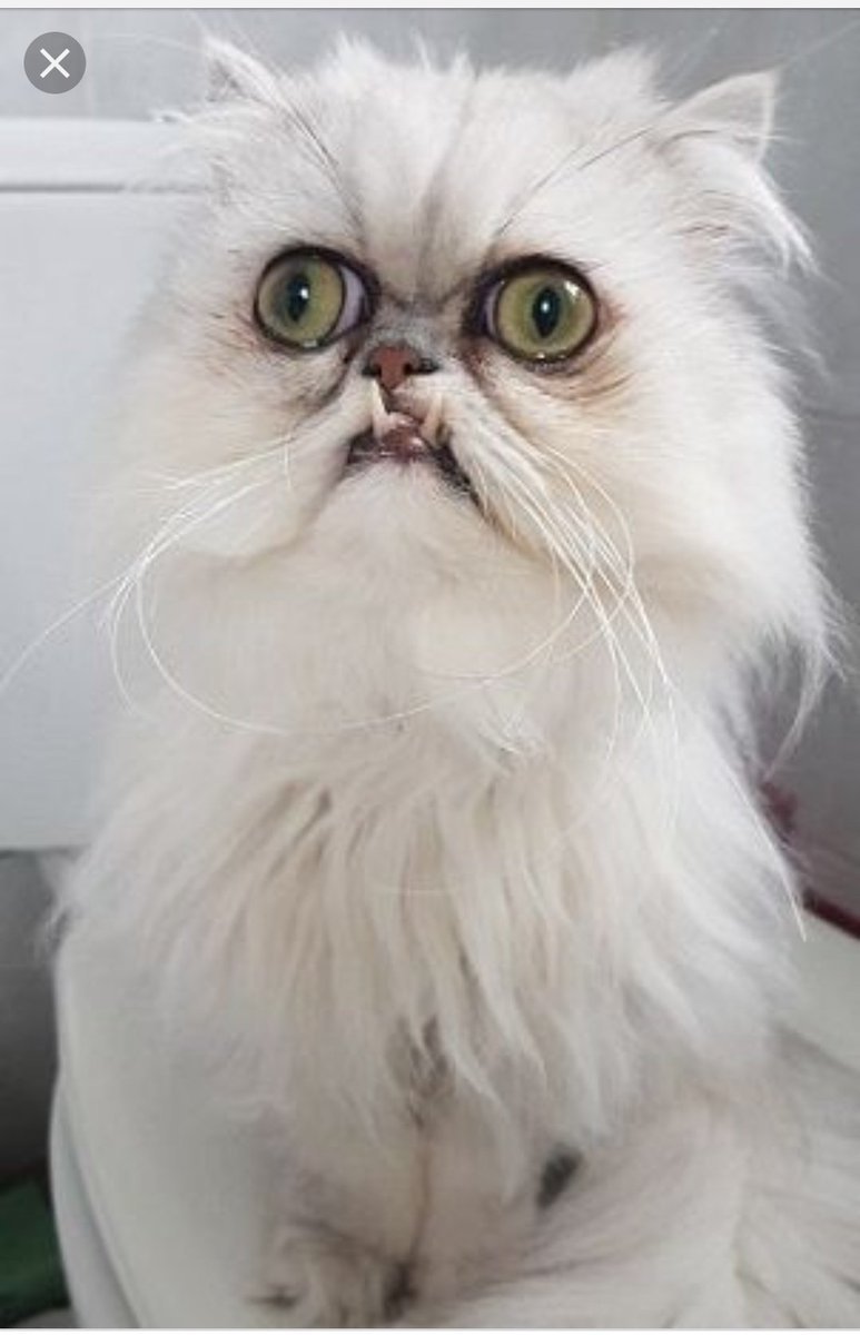 Морда Персидского кота