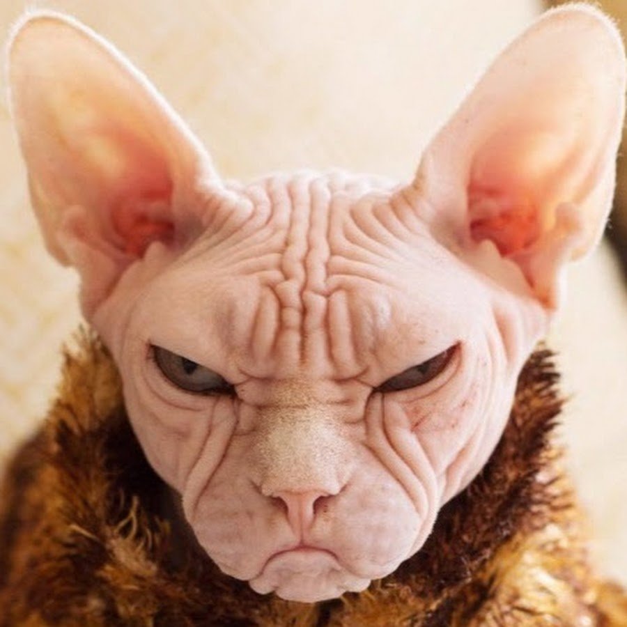 Кот породы Донской сфинкс
