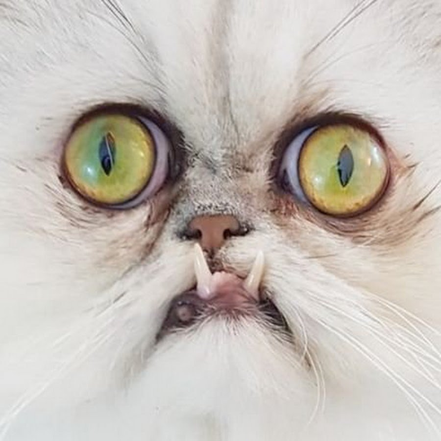 Морщинистый канадский сфинкс