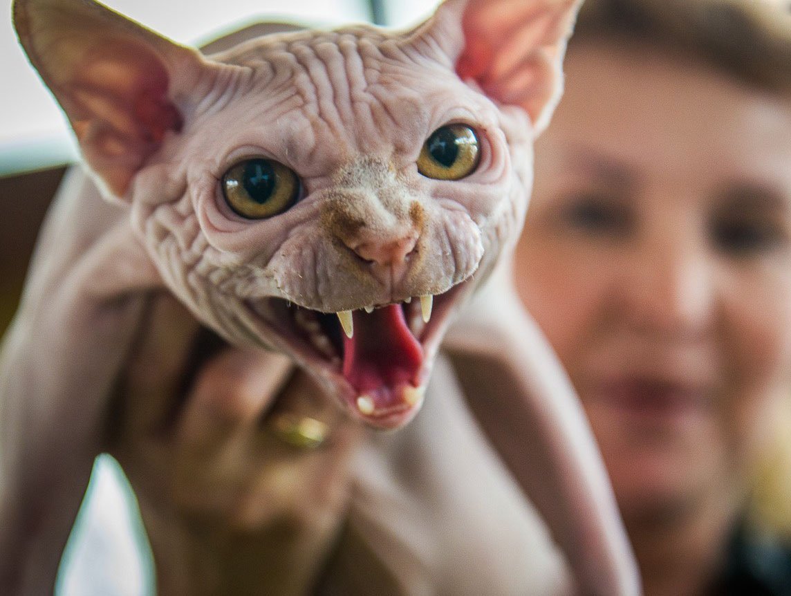 Кот Локи сфинкс