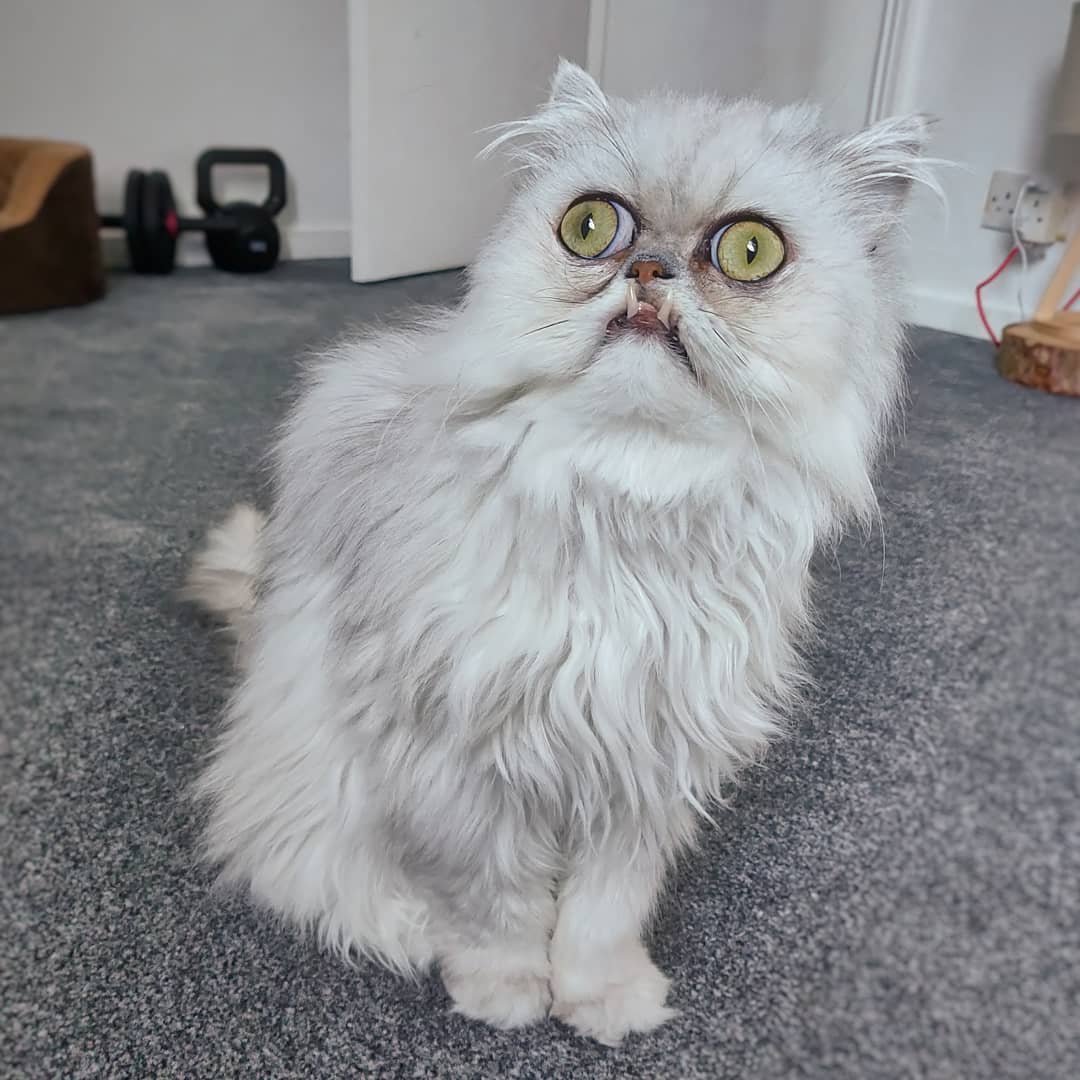 Персицкий кот палевый