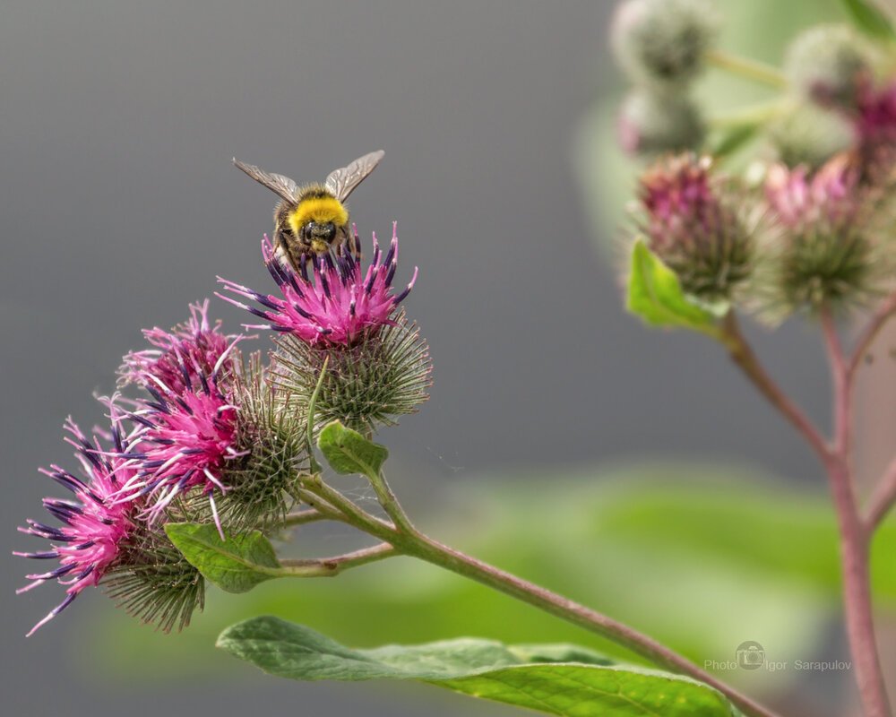 Репейник Макросъемка
