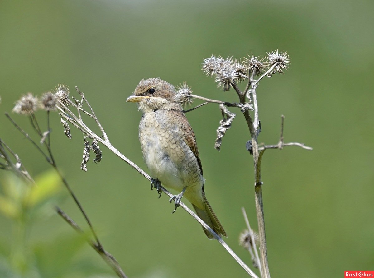 Жуланчик птица