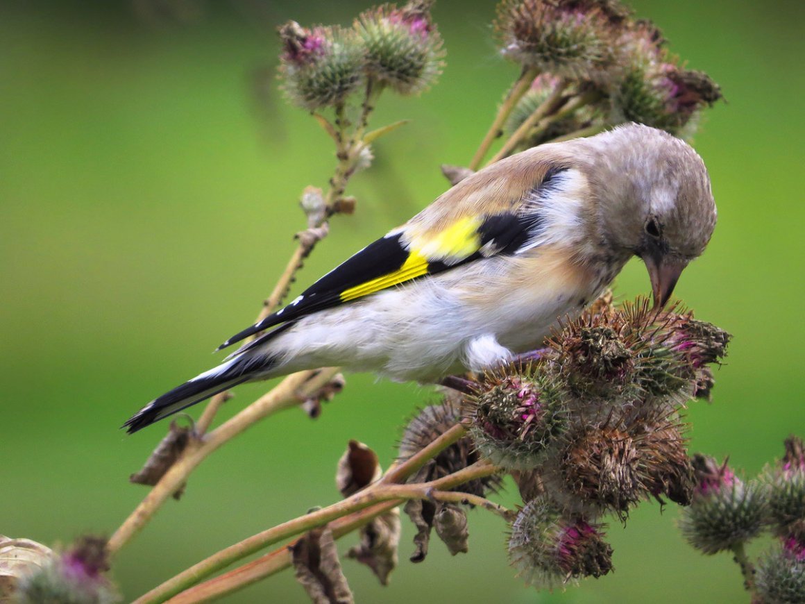 Репейник птица