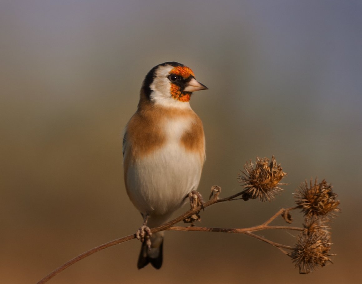 Черноголовый щегол птенец