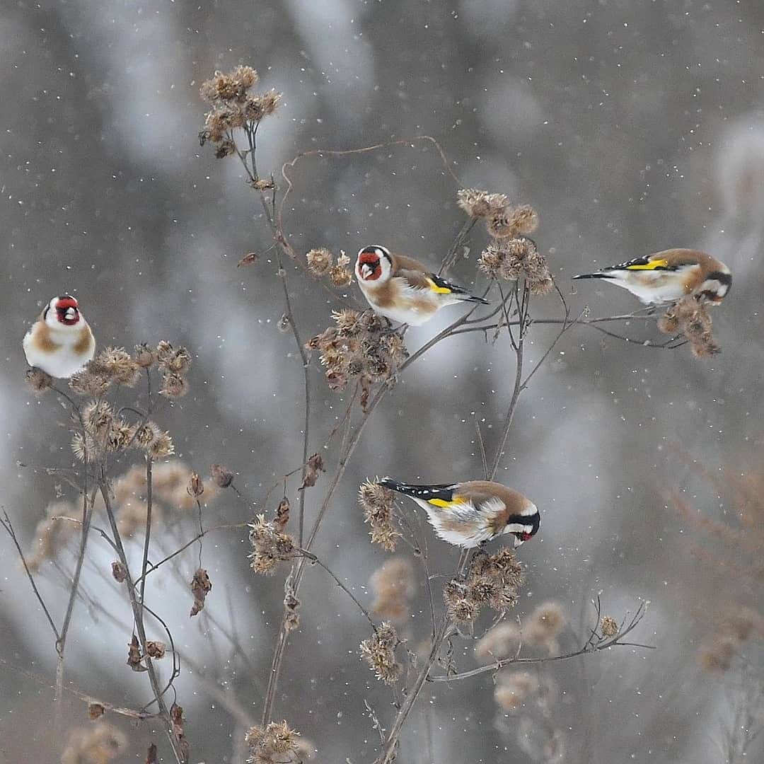 Стая Щеглов щегол